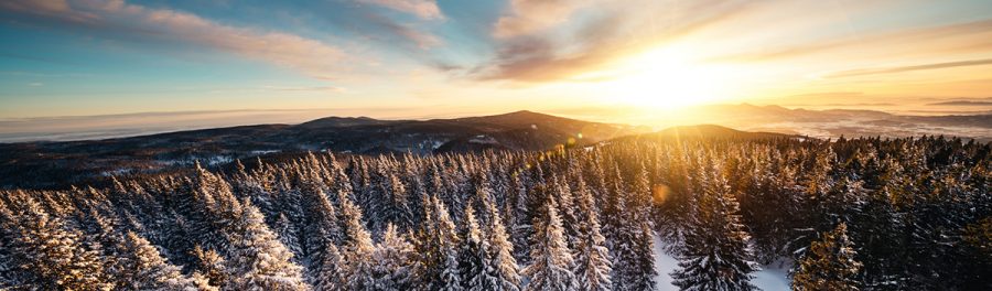 Idyllic winter landscape with snowcapped trees at sunrise.